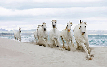 Animals, Horses, Sand, Shore, Bank, Herd HD wallpaper