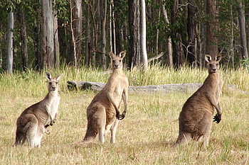 Animals, Kangaroo, Field, Three HD wallpaper