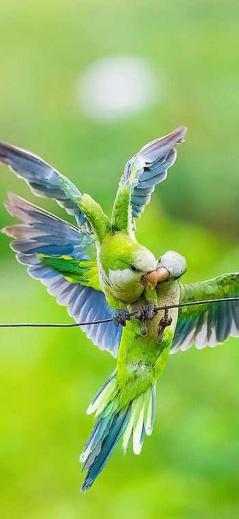 Monk, Parrots HD phone wallpaper