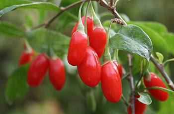 Superfood goji berry, Nutritional benefits, Plant-based diet, Boosting health HD wallpaper