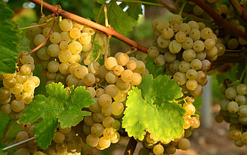 Food, Autumn, Grapes, Branch, Ripe HD wallpaper