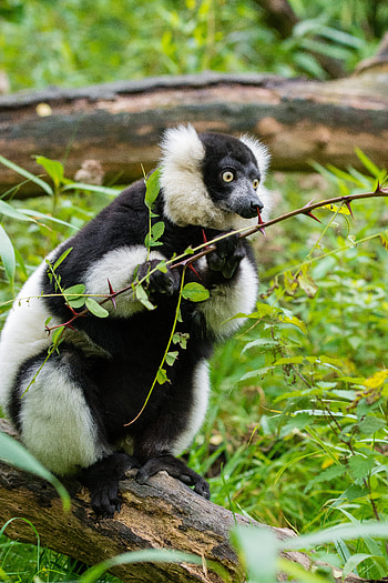 Animals, Branches, Lemur, Astonishment, Surprise, Lemur Cook, Lemur Vari HD phone wallpaper