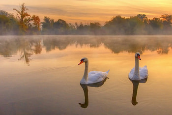 Feather Friends, feather, bird, friends, lake HD wallpaper