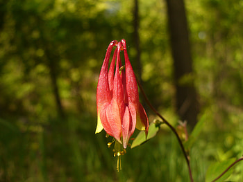 Red Fire Flower, orange, fire, red, flower HD wallpaper