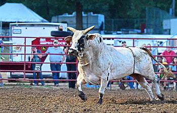 style American Bullfighting 2018, Bullriding HD wallpaper