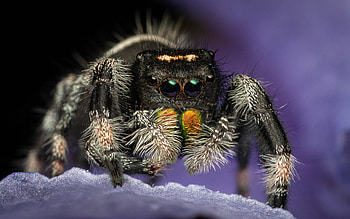Jumping Spider, animal, spider, insect HD wallpaper