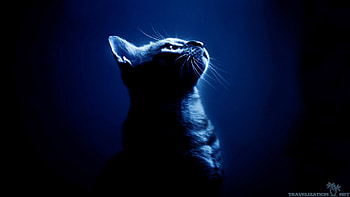 Amazingly Cool Cats px HD wallpaper