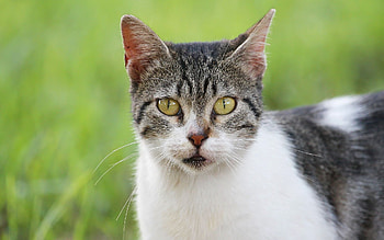 Animals, Cat, Muzzle, Spotted, Spotty, Sight, Opinion, Serious HD wallpaper