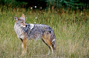 Coywolf, Coyote HD wallpaper