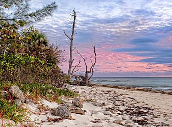 Nature, Trees, Beach, Sand, Shore, Bank, Tropics, Naked HD wallpaper