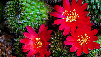 Cactus, Windows 10 theme, cactus flowers, Stunning ry HD wallpaper