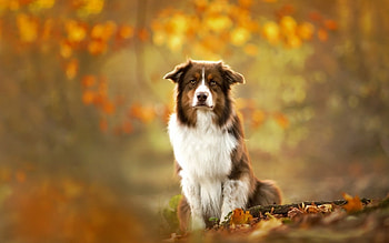 Australian Shepherd, dog, animal, Shepherd, Australian HD wallpaper