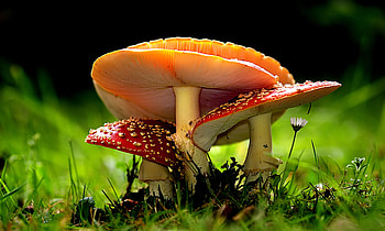 Amanita, Nature, Brown and white mushroom, Macro graphy HD wallpaper