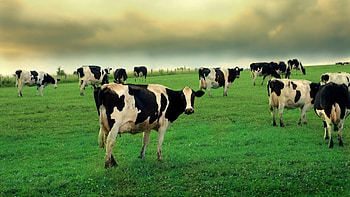 Cow farm scenes, Scenic beauty, Peaceful countryside, Perfect pastoral setting HD wallpaper