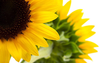 Macro, Bloom, Flowering, Sunflower HD wallpaper