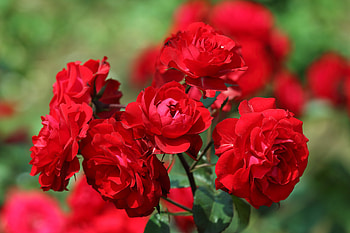 Roses, Flowers, Blooming, Red HD wallpaper