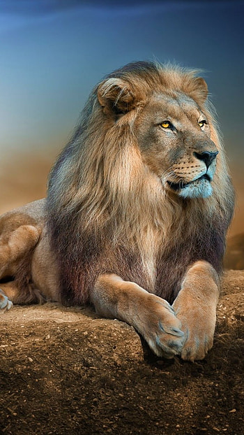 Lion , Alone, Lion HD phone wallpaper