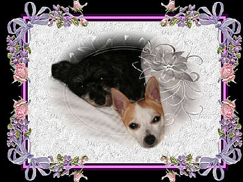 Good Night Girls, dogs, good night, lace, pink and lavender HD wallpaper