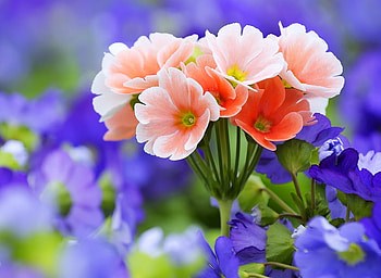 Little bouquet, blue, purple, peach, green, red, garden, flowers HD wallpaper