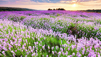 Light Purple Flowers Green Leaves Plants Field Mountains Trees During Sunset Flowers HD wallpaper