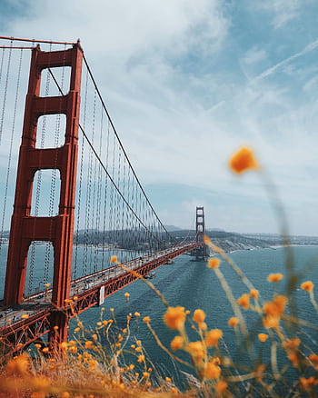 Stunning view of the Golden Gate Bridge with blooming flowers under a bright sky. HD phone wallpaper