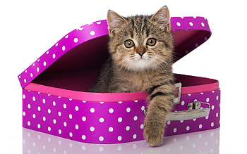 :), animal, pink, suitcase, pisici, funny, cat, dot, paw HD wallpaper