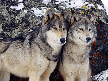 Animals, Wolfs HD wallpaper