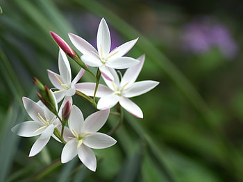 Plants, Flowers HD wallpaper