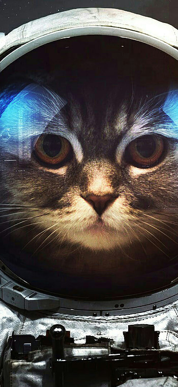 Space Cat, Cats HD phone wallpaper