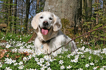 Animals, Flowers, Grass, Forest, Dog, Field, Relaxation, Rest, Playful HD wallpaper