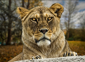 Muzzle, predator, calm, lioness, confident HD wallpaper