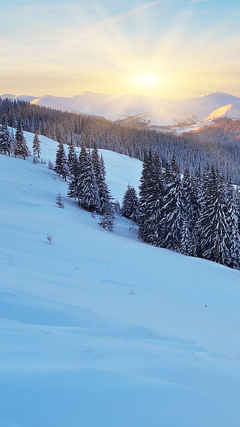 Alpine Dawn: Snowy Mountain Pines — Winter , forest, mountain, landscape, snow, tree, nature, winter, Snowy Mountain HD phone wallpaper