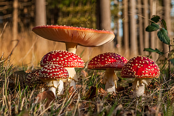 Amanita, Nature, wood, Autumn red HD wallpaper