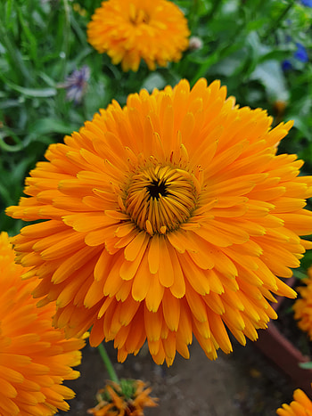 ÇİÇEK, çiçek, doğa, papatya, yeşillik HD phone wallpaper