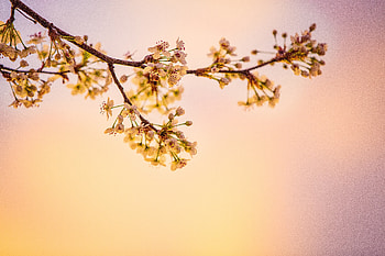 White Cherry Blossoms , cherry, flowers, nature HD wallpaper
