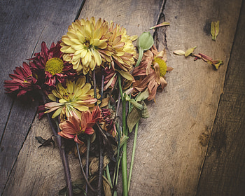 Flowers, Bouquet, Herbarium HD wallpaper