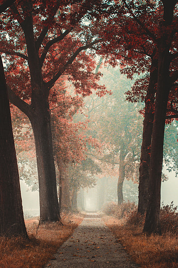 Nature, Autumn, Road, Forest, Fog, Alley HD phone wallpaper