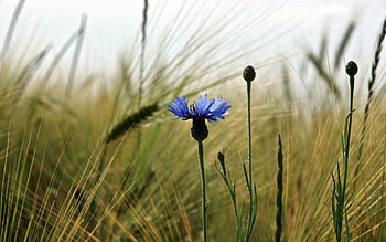 Nature, Flowers, Flower, Field, Ears, Spikes, Cornflower HD wallpaper