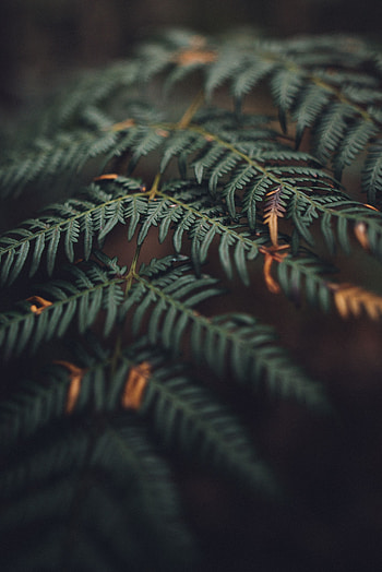 Leaves, Macro, Fern, Carved HD phone wallpaper