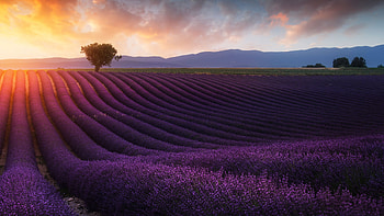 farm , Ultra HD wallpaper