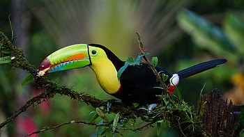 Toucan's vibrant colors, Tropical parrot, Exotic beauty HD wallpaper