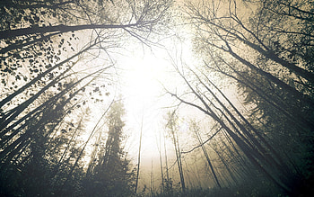 Nature, Trees, Sky, Forest, Fog, Crown, Creepy, Grayness, Greyness, Crowns, From Below HD wallpaper
