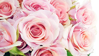 Plants, Flowers, Roses HD wallpaper