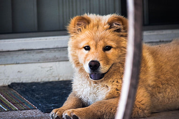 Animals, Dog, Muzzle, Sight, Opinion, Redhead HD wallpaper