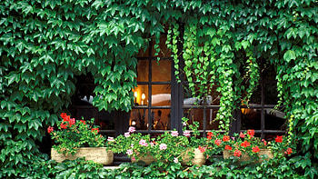 Plants, Flowers, Houses, Architecture HD wallpaper