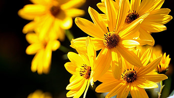 Plants, Flowers HD wallpaper