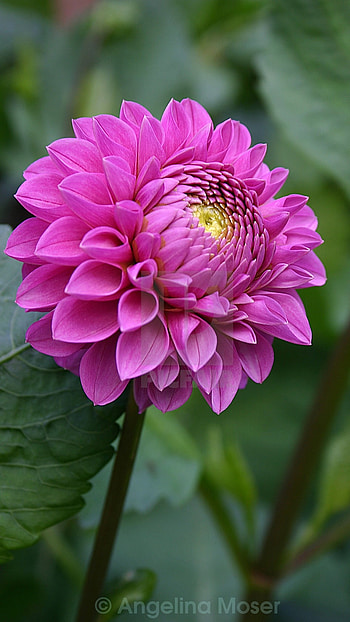 Dahlia, Violet Flower HD phone wallpaper