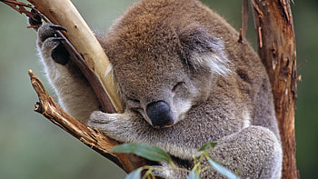 Koala for , Laptop koala backgrounds, Cool koala , Digital delights HD wallpaper