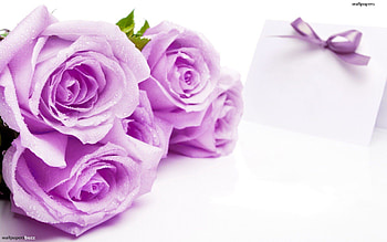 Purple Flower White Background Background 17 . HD wallpaper
