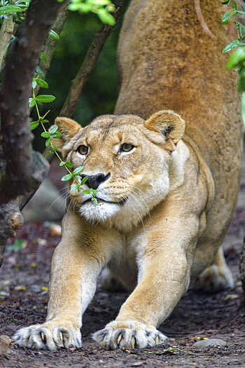 Animals, Muzzle, Big Cat, Lioness, Claws HD phone wallpaper